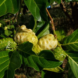 Noni Blossom Honey from  Oahu, Hawaii